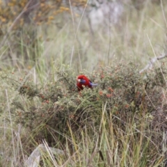 Platycercus elegans (Crimson Rosella) at Bruce, ACT - 30 Oct 2016 by JimL