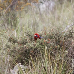 Platycercus elegans at Bruce, ACT - 30 Oct 2016 07:22 AM