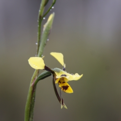 Diuris sulphurea (Tiger Orchid) at Bruce, ACT - 29 Oct 2016 by JimL