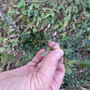 Pyracantha fortuneana at Hackett, ACT - 26 May 2022