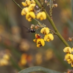 Daviesia sp. (Bitter-pea) at Bruce, ACT - 29 Oct 2016 by JimL