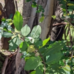 Ligustrum sinense (Narrow-leaf Privet, Chinese Privet) at Mount Majura - 26 May 2022 by abread111