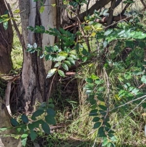 Ligustrum sinense at Hackett, ACT - 26 May 2022 02:16 PM