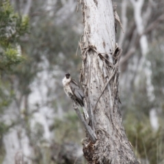 Philemon corniculatus (Noisy Friarbird) at Black Mountain - 29 Oct 2016 by JimL