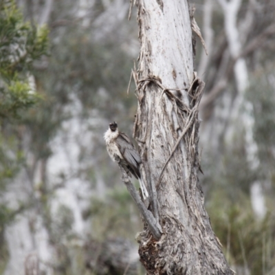 Philemon corniculatus (Noisy Friarbird) at Black Mountain - 29 Oct 2016 by JimL