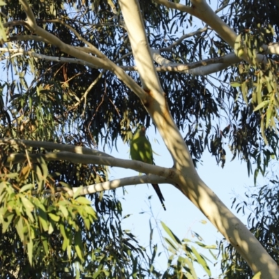 Polytelis swainsonii (Superb Parrot) at Forde, ACT - 10 May 2020 by JimL
