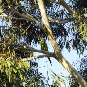 Polytelis swainsonii (Superb Parrot) at Forde, ACT by JimL
