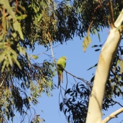 Polytelis swainsonii at Forde, ACT - 10 May 2020