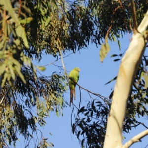 Polytelis swainsonii at Forde, ACT - 10 May 2020