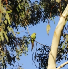 Polytelis swainsonii at Forde, ACT - 10 May 2020