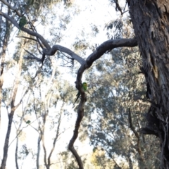 Polytelis swainsonii (Superb Parrot) at Mulligans Flat - 10 May 2020 by JimL