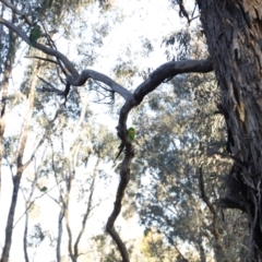 Polytelis swainsonii (Superb Parrot) at Forde, ACT - 10 May 2020 by JimL