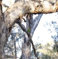 Polytelis swainsonii at Forde, ACT - 10 May 2020