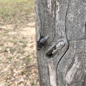 Rutilia sp. (genus) at Stromlo, ACT - 26 Nov 2017 10:23 AM