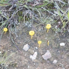 Lichenomphalia chromacea (Yellow Navel) at Throsby, ACT - 10 May 2020 by JimL