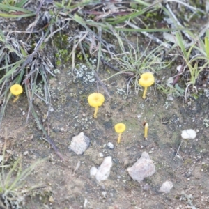 Lichenomphalia chromacea at Throsby, ACT - 10 May 2020