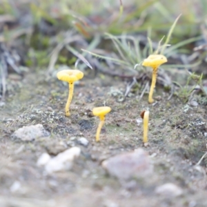 Lichenomphalia chromacea at Throsby, ACT - 10 May 2020