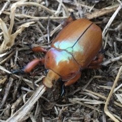 Anoplognathus montanus (Montane Christmas beetle) at Holt, ACT - 14 Dec 2019 by JimL