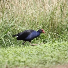 Porphyrio melanotus (Australasian Swamphen) at Lake Ginninderra - 16 Feb 2020 by JimL