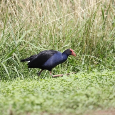 Porphyrio melanotus (Australasian Swamphen) at Belconnen, ACT - 16 Feb 2020 by JimL