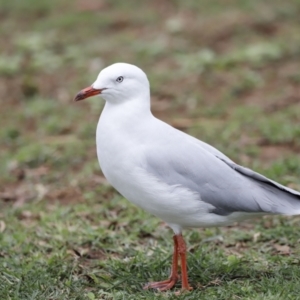 Chroicocephalus novaehollandiae at Belconnen, ACT - 16 Feb 2020