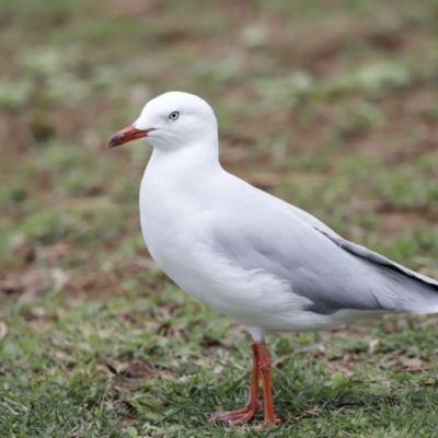 Chroicocephalus novaehollandiae (Silver Gull) at Lake Ginninderra - 16 Feb 2020 by JimL