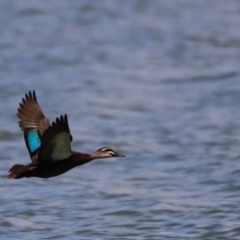 Anas superciliosa (Pacific Black Duck) at Belconnen, ACT - 17 Nov 2019 by JimL