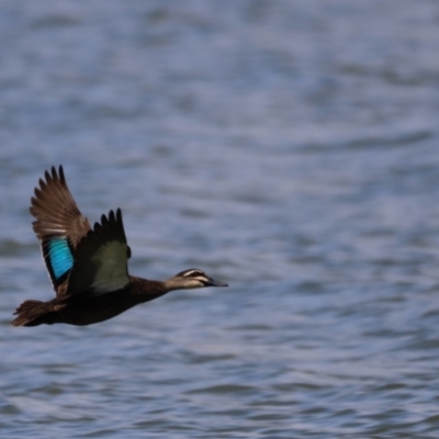 Anas superciliosa (Pacific Black Duck) at Belconnen, ACT - 17 Nov 2019 by JimL