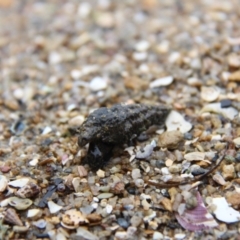 Unidentified Hermit Crab at Wallaga Lake, NSW - 7 Dec 2019 by JimL