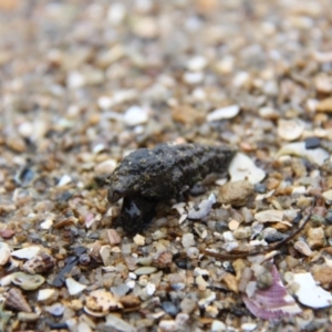 Unidentified Hermit Crab (TBC) at suppressed by JimL