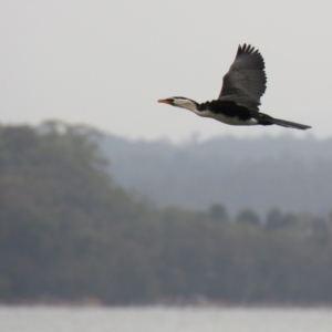 Microcarbo melanoleucos at Wallaga Lake, NSW - 7 Dec 2019