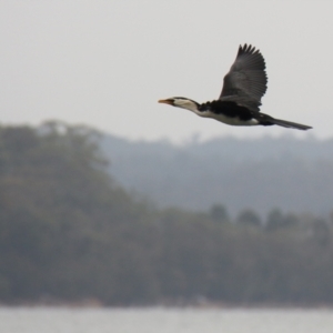 Microcarbo melanoleucos (Little Pied Cormorant) at Wallaga Lake, NSW by JimL