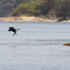 Microcarbo melanoleucos (Little Pied Cormorant) at Wallaga Lake, NSW - 7 Dec 2019 by JimL