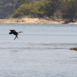 Microcarbo melanoleucos at Wallaga Lake, NSW - 7 Dec 2019 10:14 AM