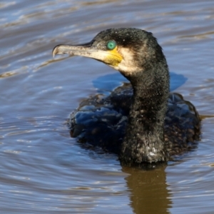 Phalacrocorax carbo (Great Cormorant) at Fyshwick, ACT by RodDeb