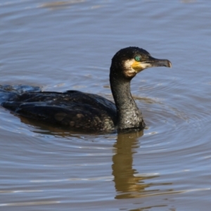 Phalacrocorax carbo at Fyshwick, ACT - 26 May 2022