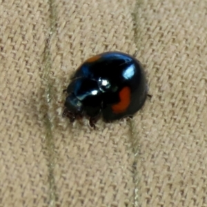 Orcus bilunulatus at Fyshwick, ACT - 26 May 2022 02:01 PM