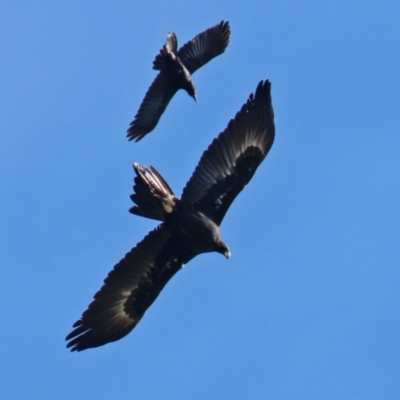 Aquila audax (Wedge-tailed Eagle) at Hume, ACT - 26 May 2022 by RodDeb