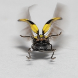 Illeis galbula at Evatt, ACT - 26 May 2022 03:50 PM