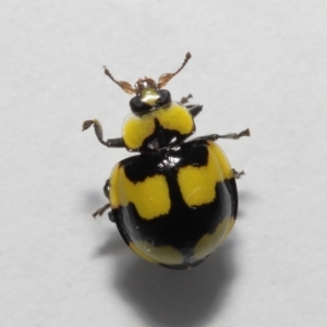 Illeis galbula at Evatt, ACT - 26 May 2022 03:50 PM