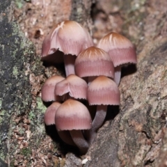Unidentified Cap on a stem; gills below cap [mushrooms or mushroom-like] (TBC) at Paddys River, ACT - 25 May 2022 by TimL