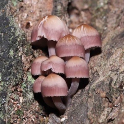 Mycena 'clarkeana group' at Tidbinbilla Nature Reserve - 25 May 2022 by TimL