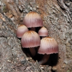 Mycena 'clarkeana group' at Paddys River, ACT - 25 May 2022