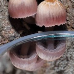 Mycena 'clarkeana group' at Paddys River, ACT - 25 May 2022