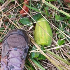 Araujia sericifera (Moth Plant) at Oakey Hill - 26 May 2022 by jmcleod