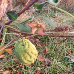 Araujia sericifera at Lyons, ACT - 27 May 2022 07:10 AM