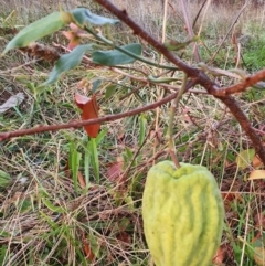 Araujia sericifera at Lyons, ACT - 27 May 2022 07:10 AM