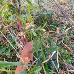 Araujia sericifera at Lyons, ACT - 27 May 2022 07:10 AM