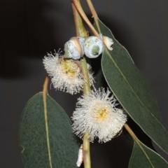 Eucalyptus globulus subsp. bicostata (Southern Blue Gum, Eurabbie) at Lake Tuggeranong - 27 Jan 2022 by MichaelBedingfield