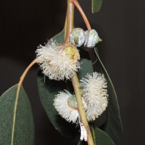 Eucalyptus globulus subsp. bicostata at Greenway, ACT - 27 Jan 2022 08:28 PM